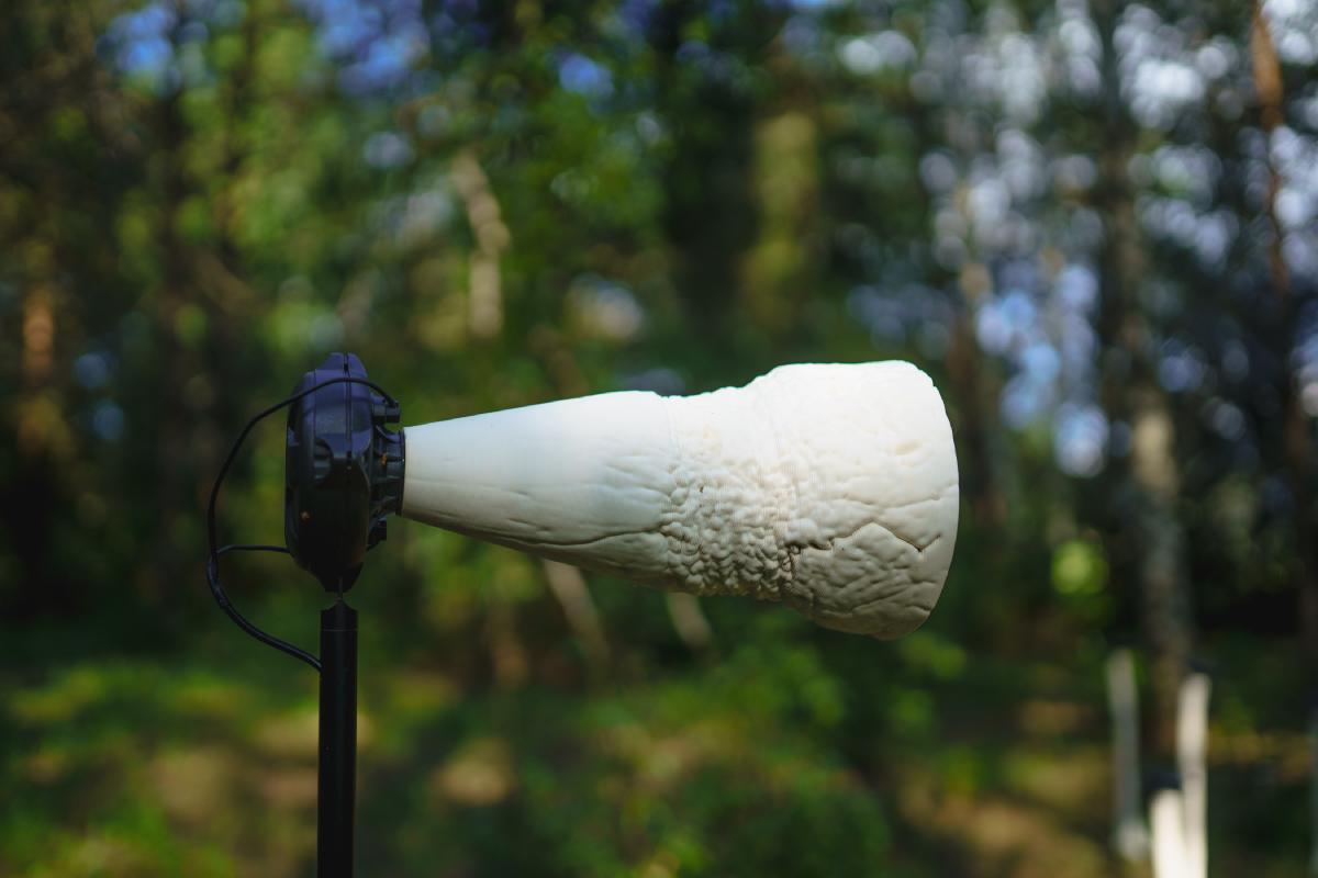 Fungi